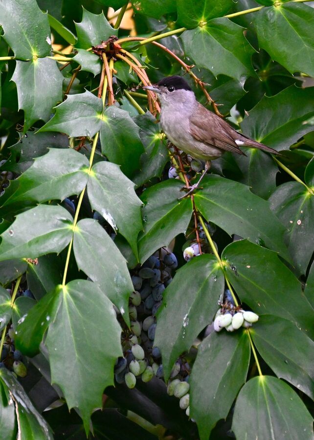 2026-06-17 4 Blackcap male on Mahonia